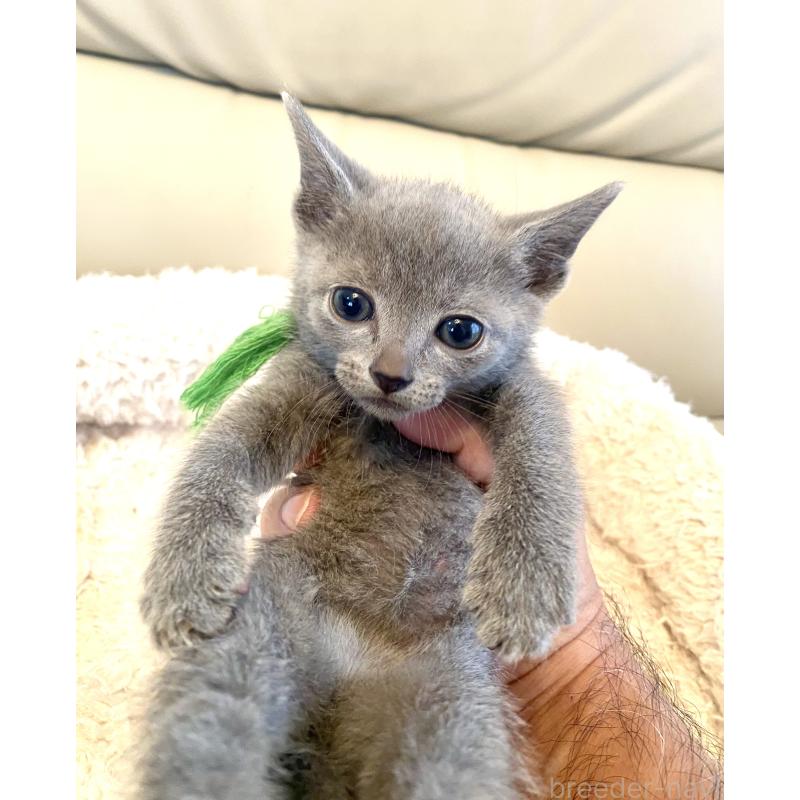 成約済の東京都のロシアンブルー-139118の15枚目