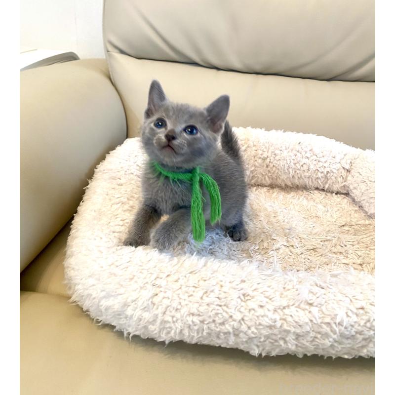 成約済の東京都のロシアンブルー-139118の14枚目