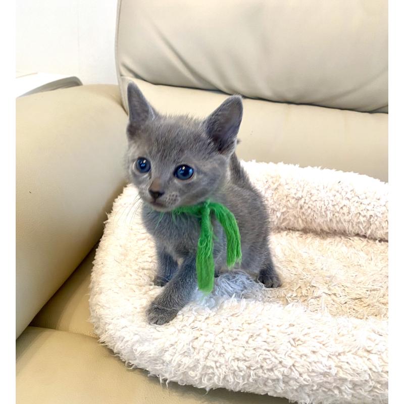 成約済の東京都のロシアンブルー-139118の13枚目