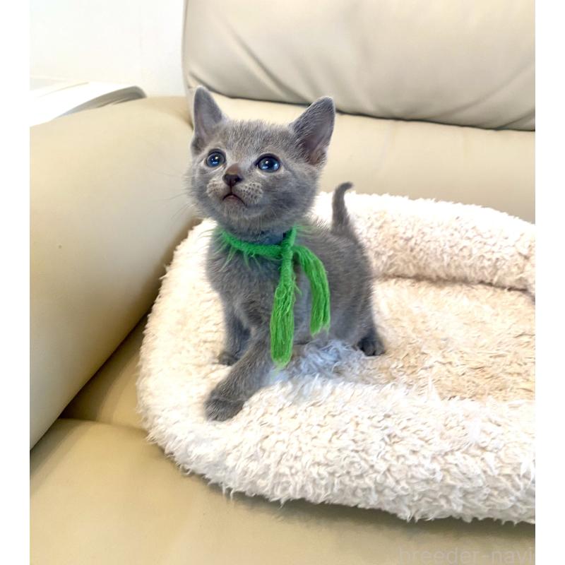 成約済の東京都のロシアンブルー-139118の12枚目