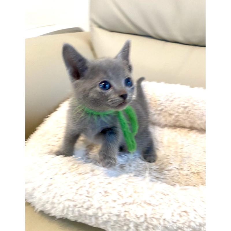 成約済の東京都のロシアンブルー-139118の11枚目