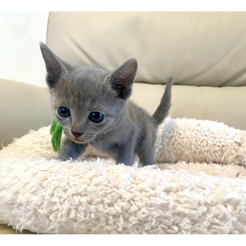 成約済の東京都のロシアンブルー-139118の10枚目