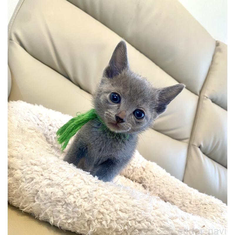 販売中の東京都のロシアンブルー-139118