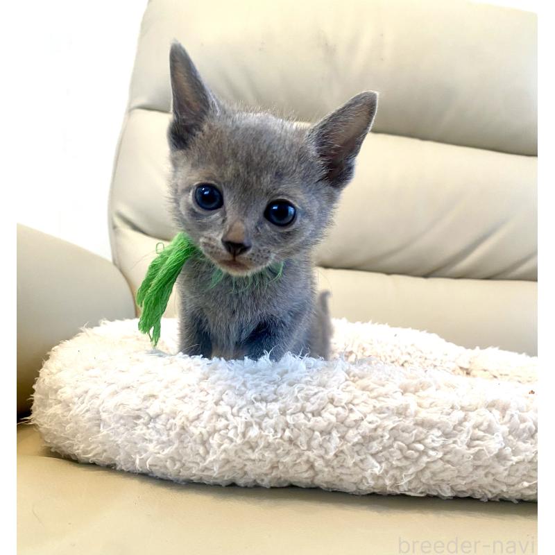 成約済の東京都のロシアンブルー-139118の9枚目