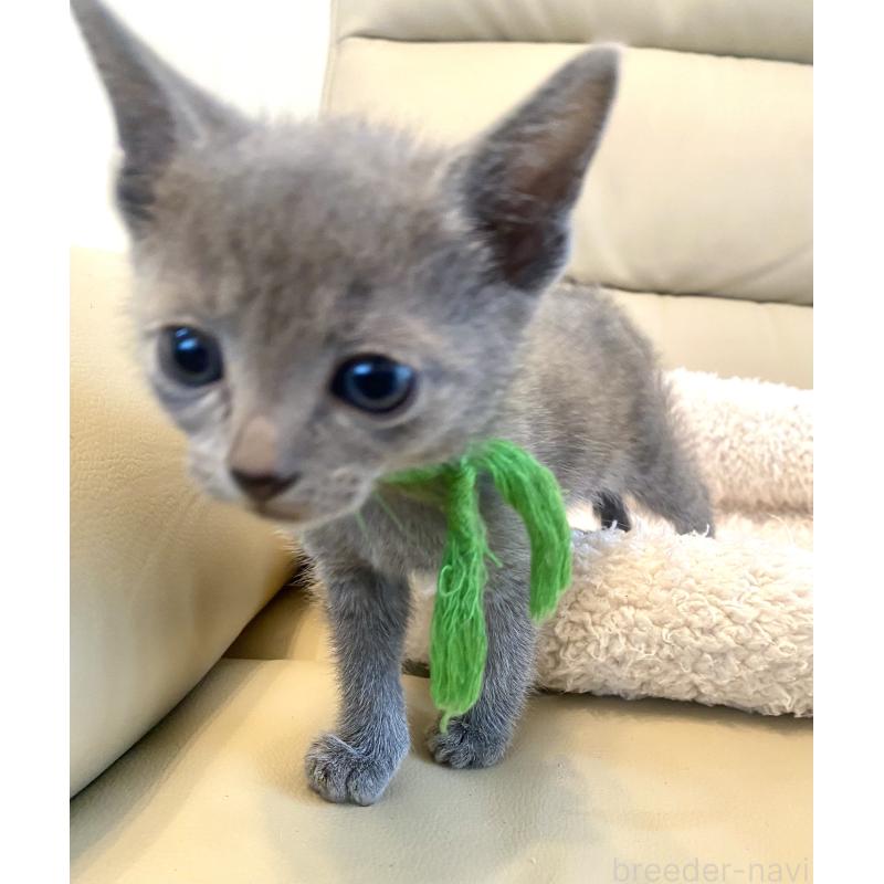 成約済の東京都のロシアンブルー-139118の8枚目