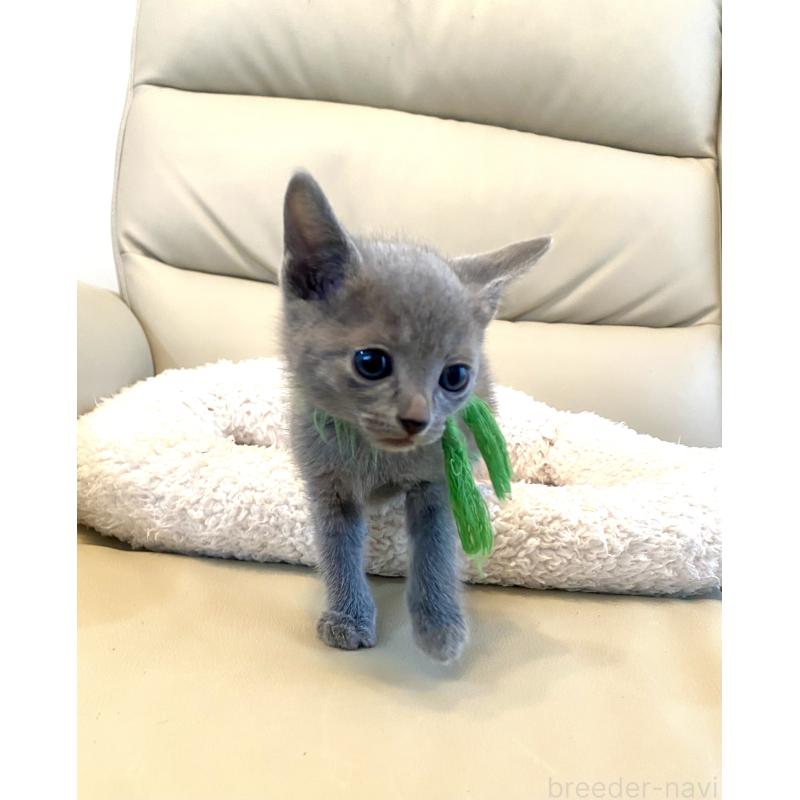 成約済の東京都のロシアンブルー-139118の7枚目