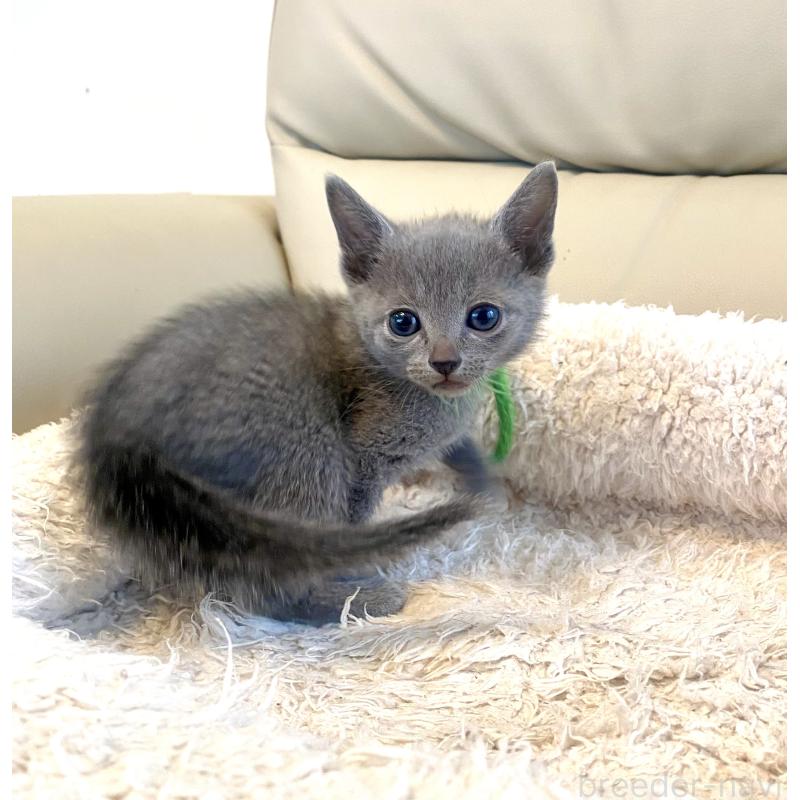 成約済の東京都のロシアンブルー-139118の6枚目