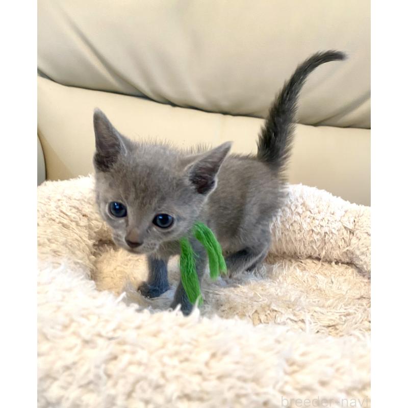 成約済の東京都のロシアンブルー-139118の5枚目