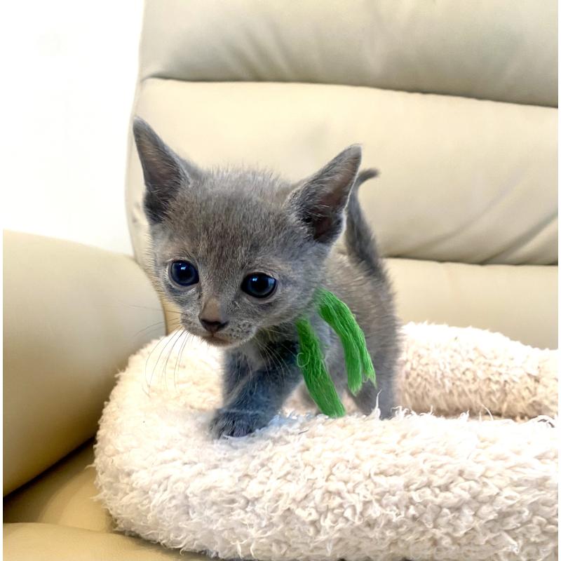 成約済の東京都のロシアンブルー-139118の4枚目