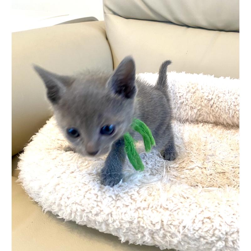 成約済の東京都のロシアンブルー-139118の3枚目