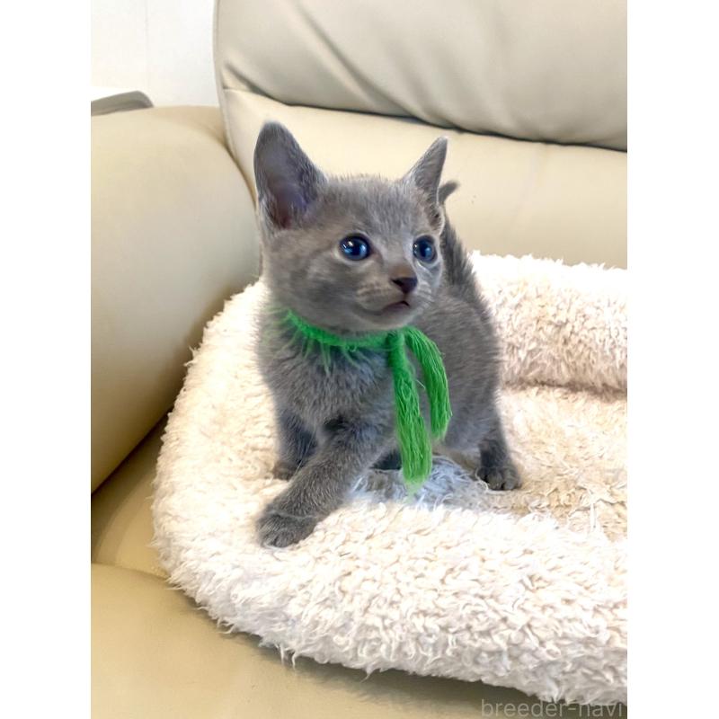 成約済の東京都のロシアンブルー-139118の2枚目