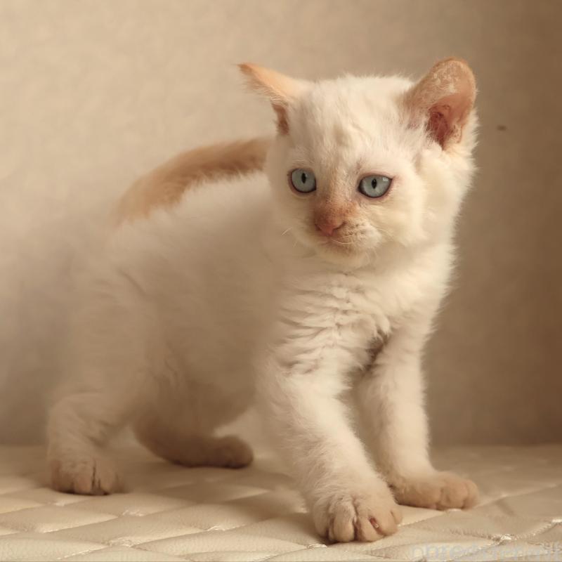 販売中の静岡県のセルカークレックス-134839