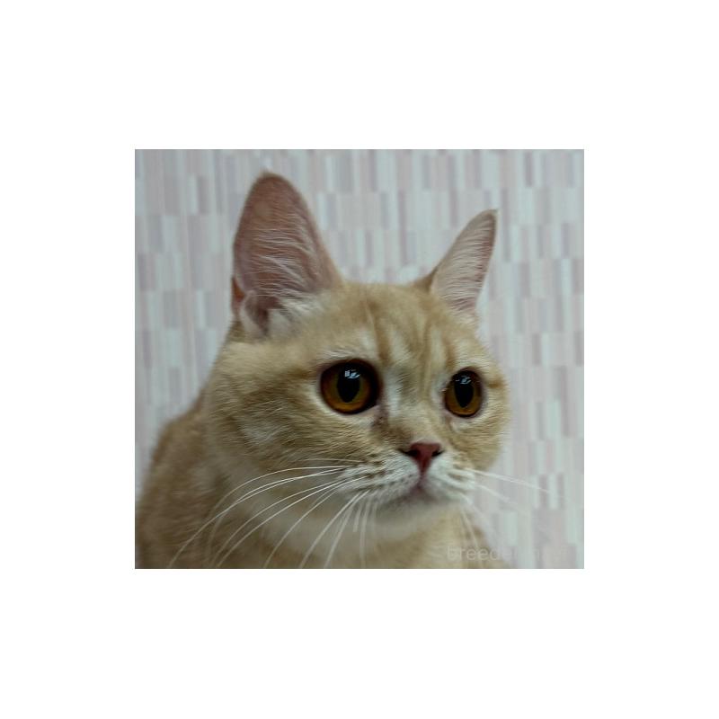 販売中の千葉県のマンチカン-139119の5枚目