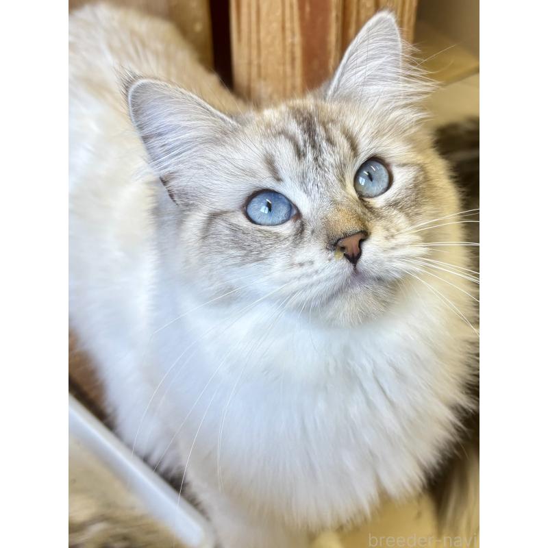 販売中の千葉県のサイベリアン-139120の1枚目