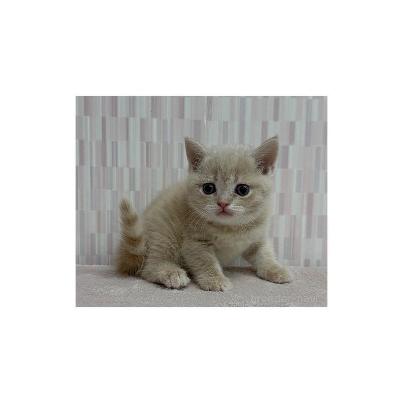 販売中の千葉県のマンチカン-139119の3枚目