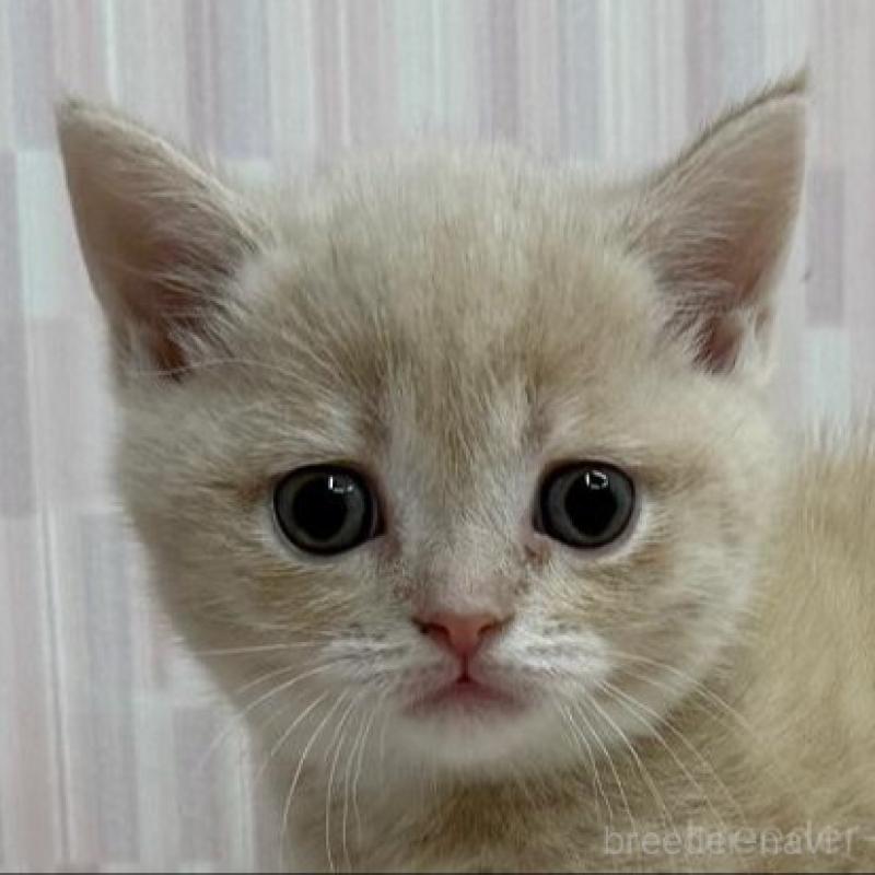 販売中の千葉県のマンチカン-139119