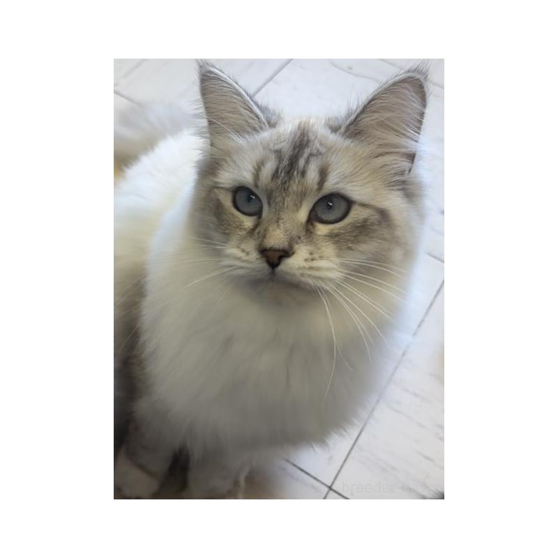 販売中の千葉県のサイベリアン-139120の4枚目