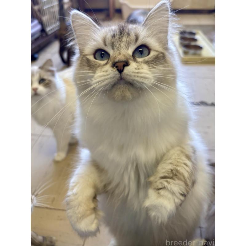 販売中の千葉県のサイベリアン-139120の3枚目