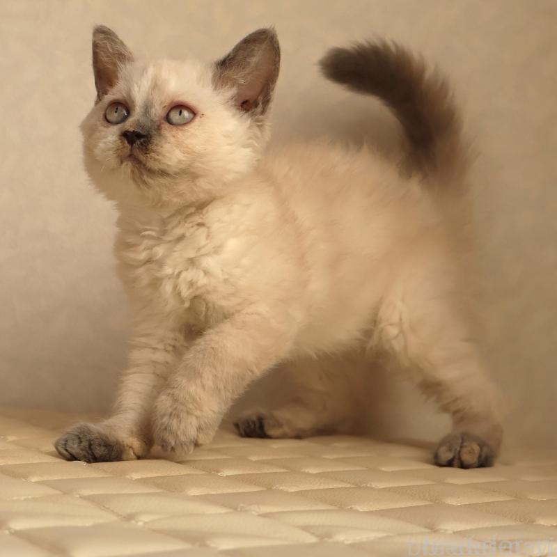 販売中の静岡県のセルカークレックス-134836の5枚目