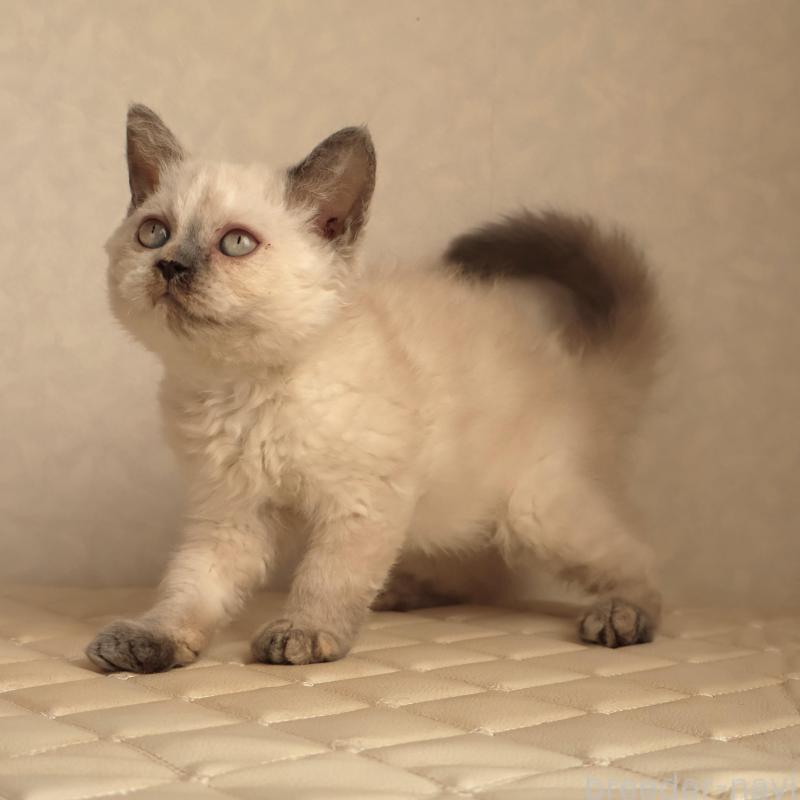 販売中の静岡県のセルカークレックス-134836の4枚目