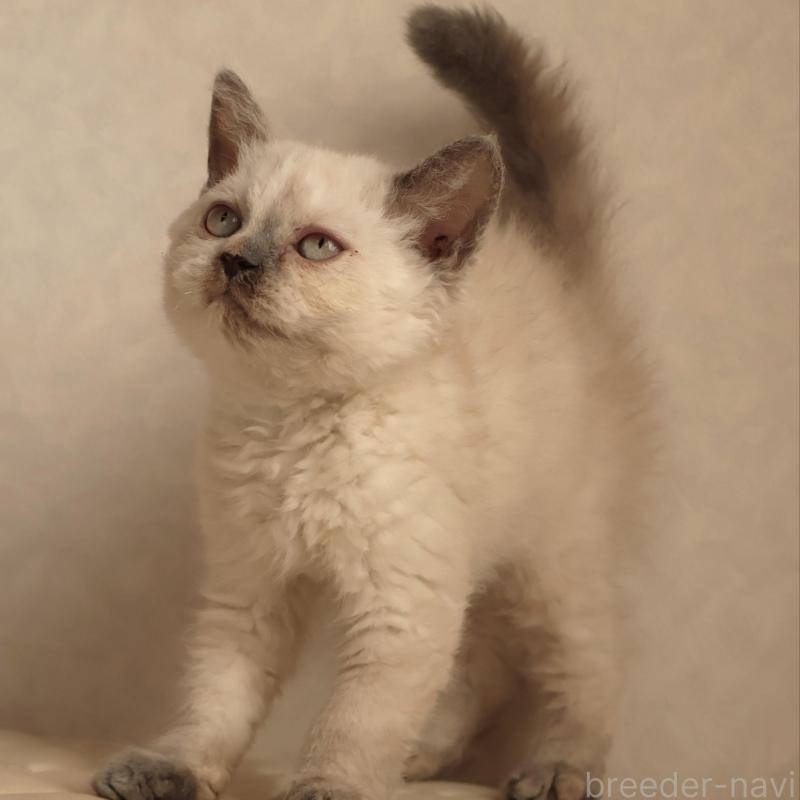 販売中の静岡県のセルカークレックス-134836の3枚目