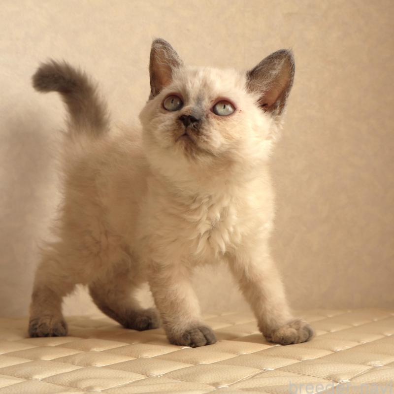 販売中の静岡県のセルカークレックス-134836