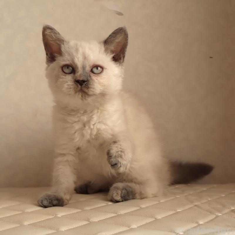 販売中の静岡県のセルカークレックス-134836の2枚目