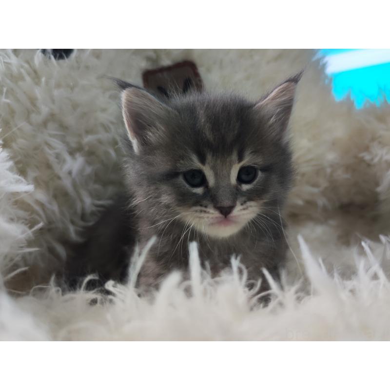 販売中の千葉県のメインクーン-139121の5枚目