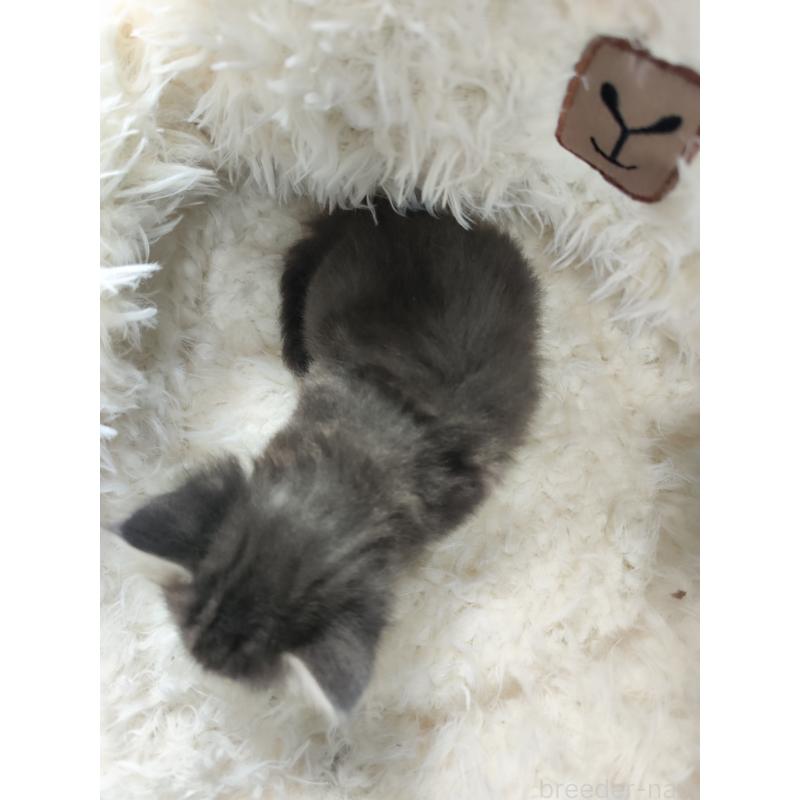 販売中の千葉県のメインクーン-139121の4枚目