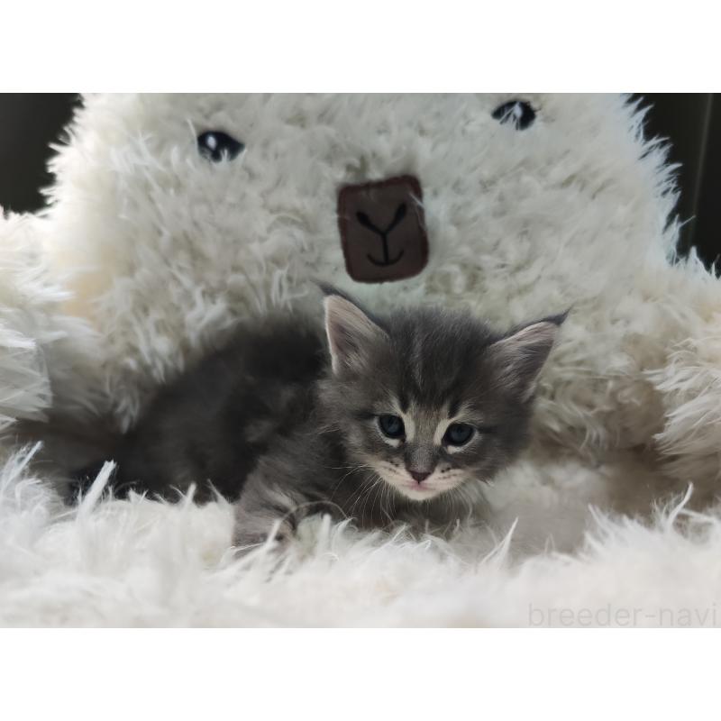 販売中の千葉県のメインクーン-139121の3枚目