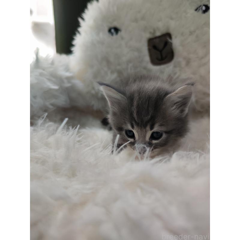 販売中の千葉県のメインクーン-139121の2枚目