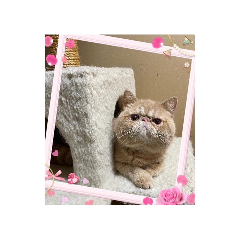 販売中の千葉県のミヌエット-139122の5枚目