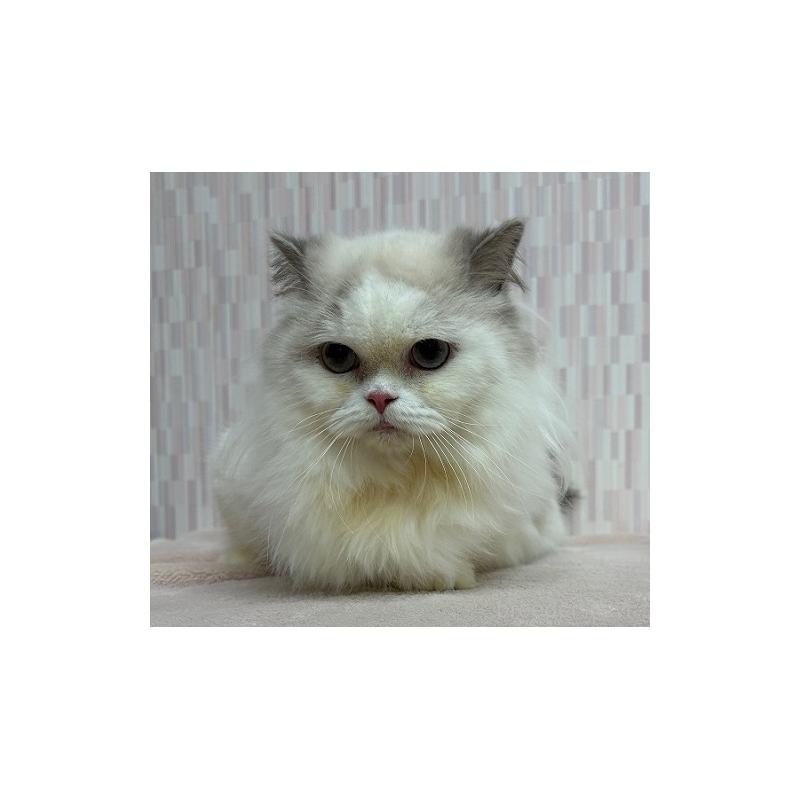 販売中の千葉県のミヌエット-139122の4枚目