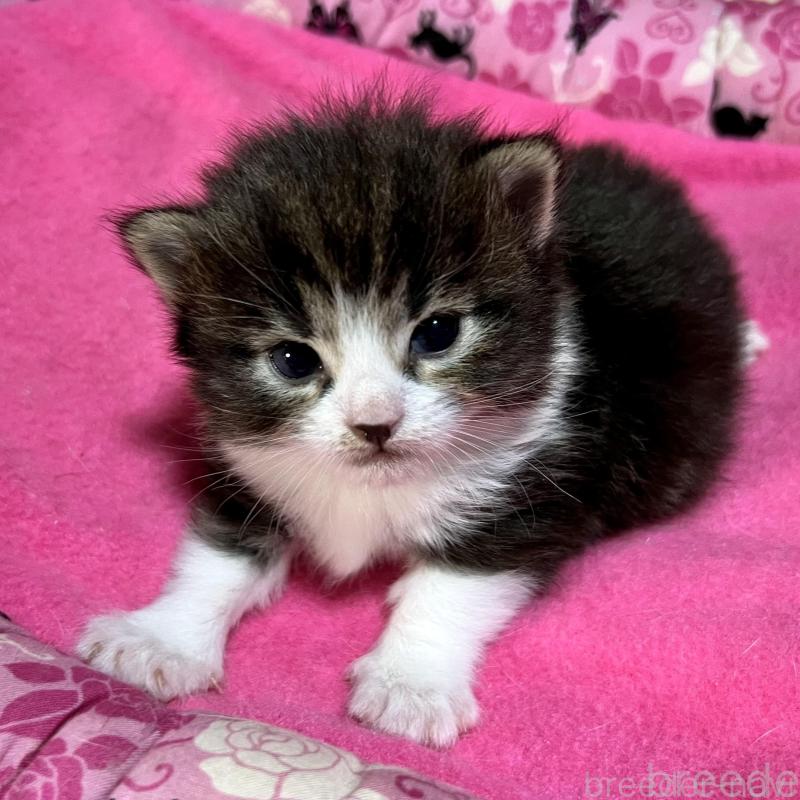 販売中の愛知県のノルウェージャンフォレストキャット-139123の4枚目