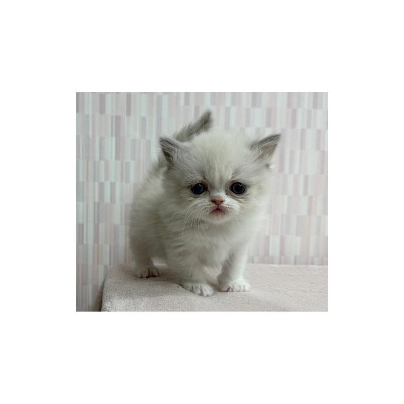 販売中の千葉県のミヌエット-139122の3枚目