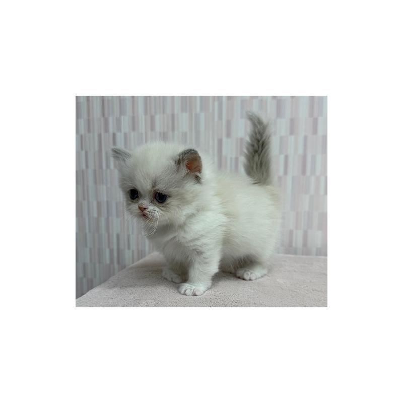 販売中の千葉県のミヌエット-139122の2枚目