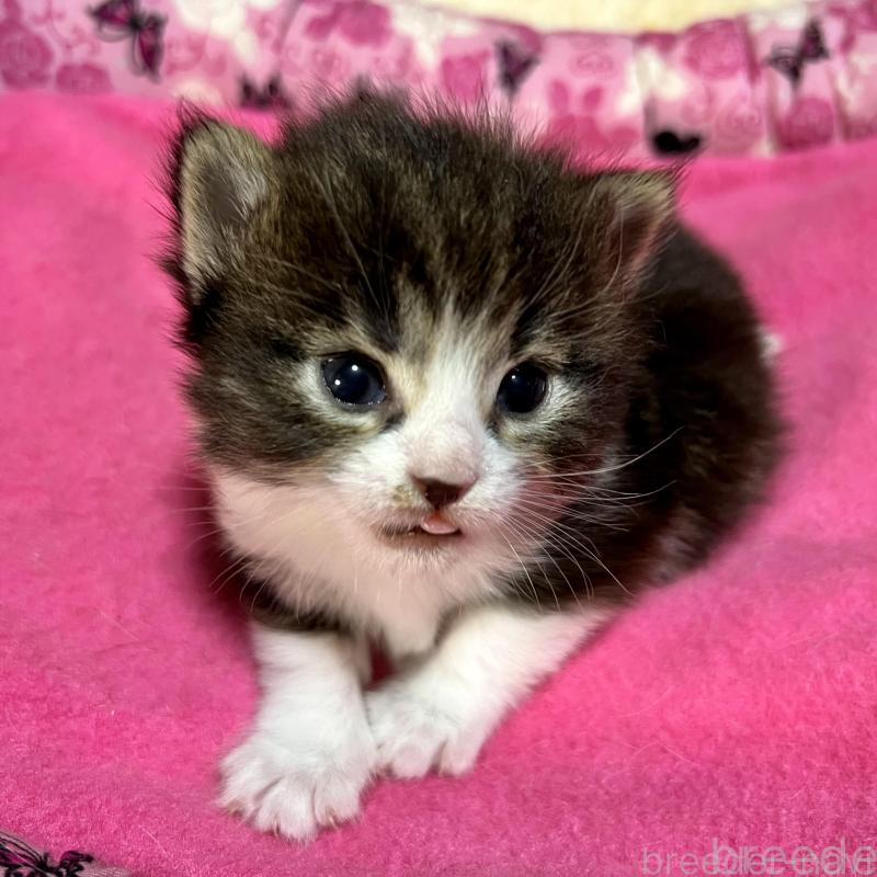 販売中の愛知県のノルウェージャンフォレストキャット-139123の3枚目