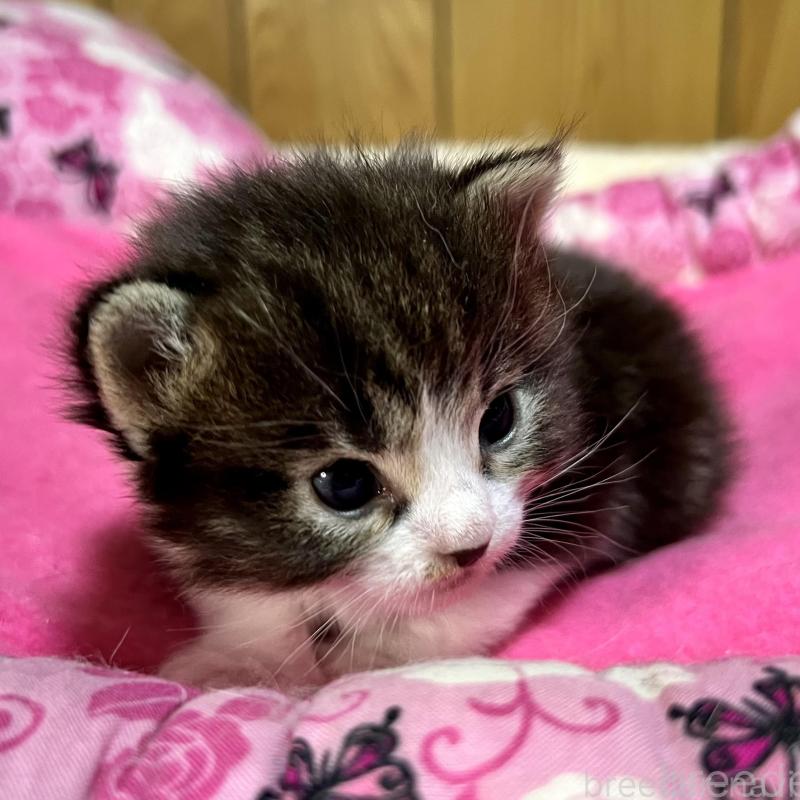 販売中の愛知県のノルウェージャンフォレストキャット-139123の2枚目