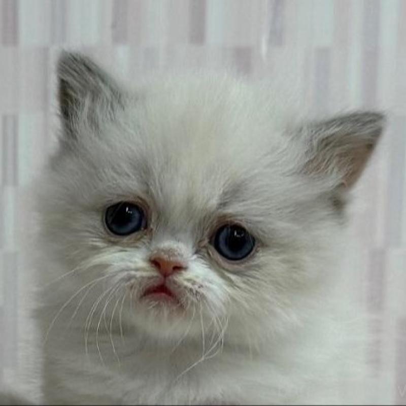 販売中の千葉県のミヌエット-139122の1枚目