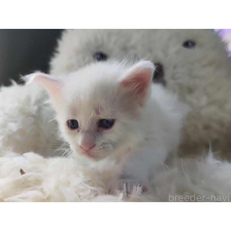 販売中の千葉県のメインクーン-139127の3枚目