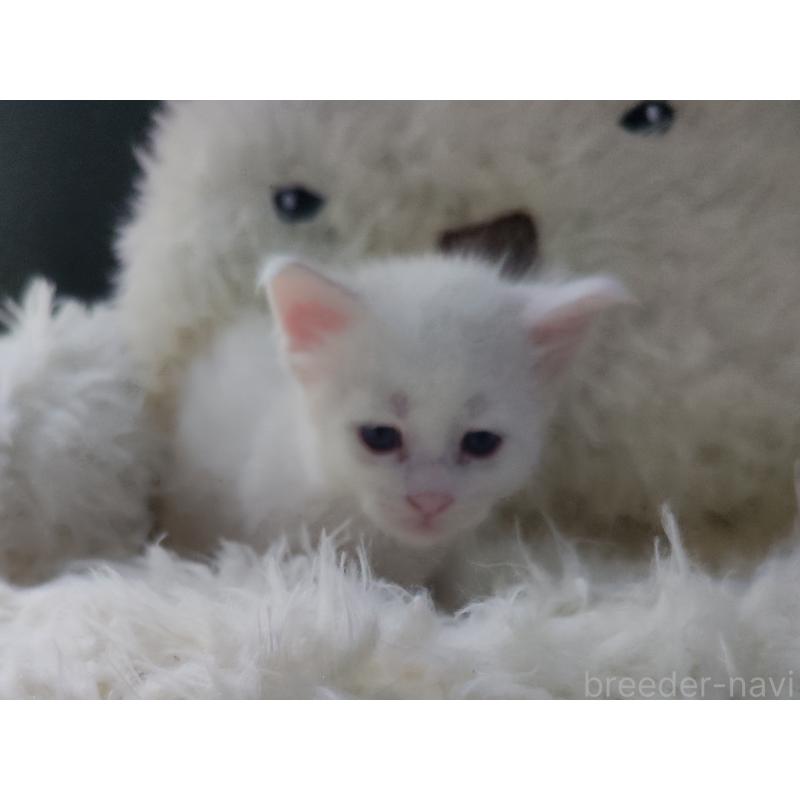 販売中の千葉県のメインクーン-139127の2枚目