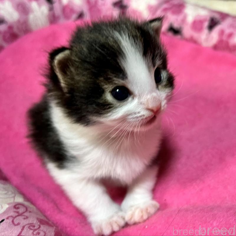 販売中の愛知県のノルウェージャンフォレストキャット-139125の6枚目