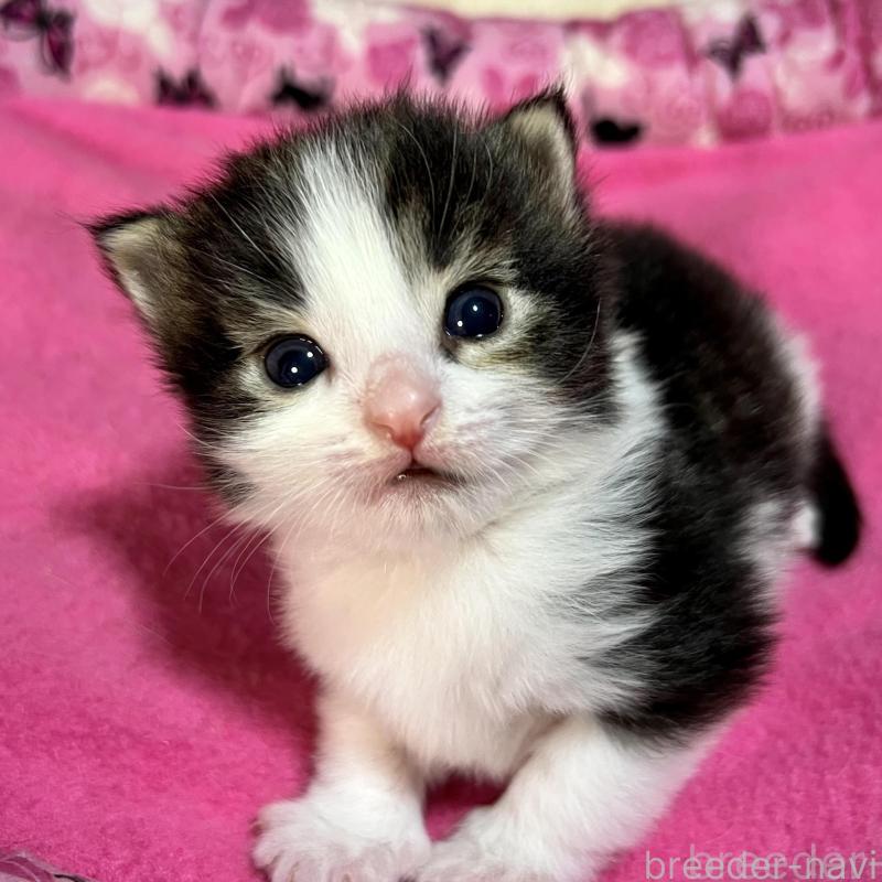 販売中の愛知県のノルウェージャンフォレストキャット-139125