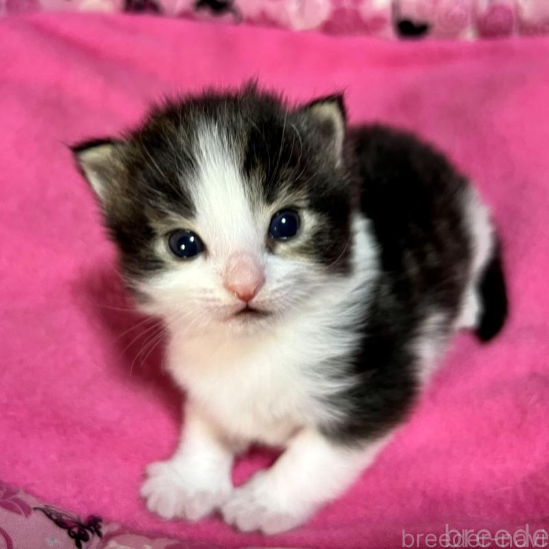 販売中の愛知県のノルウェージャンフォレストキャット-139125の5枚目