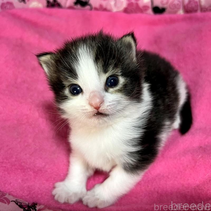 販売中の愛知県のノルウェージャンフォレストキャット-139125の4枚目