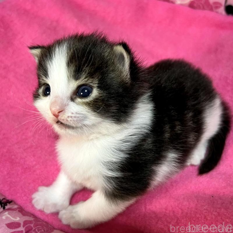 販売中の愛知県のノルウェージャンフォレストキャット-139125の3枚目