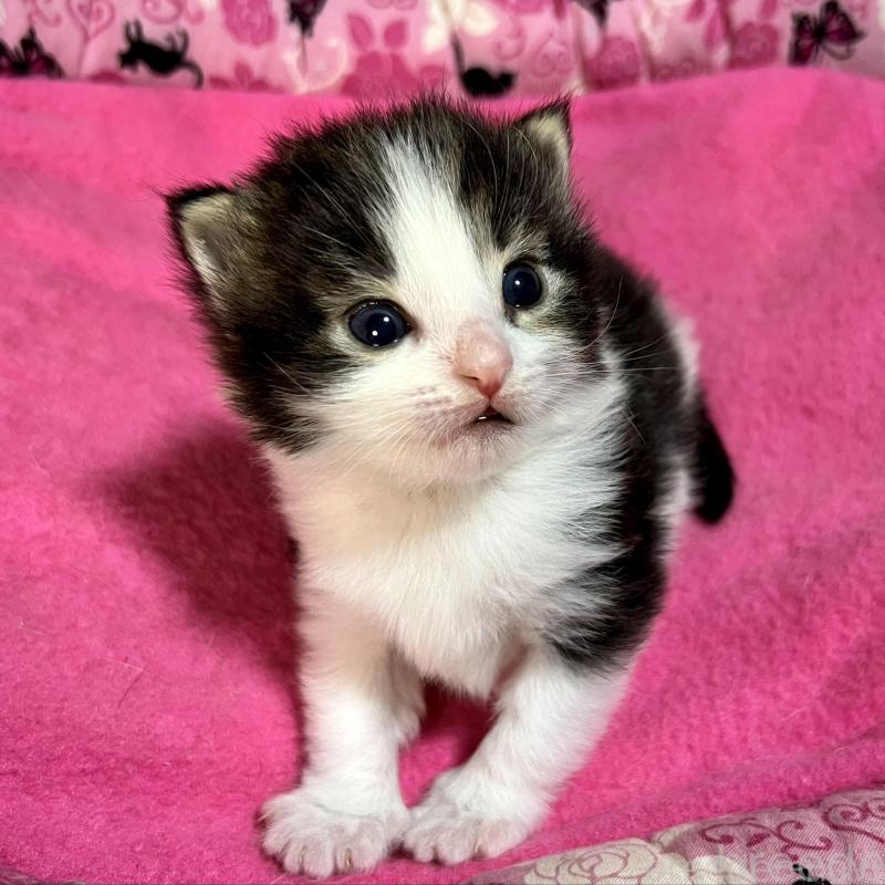 販売中の愛知県のノルウェージャンフォレストキャット-139125の2枚目