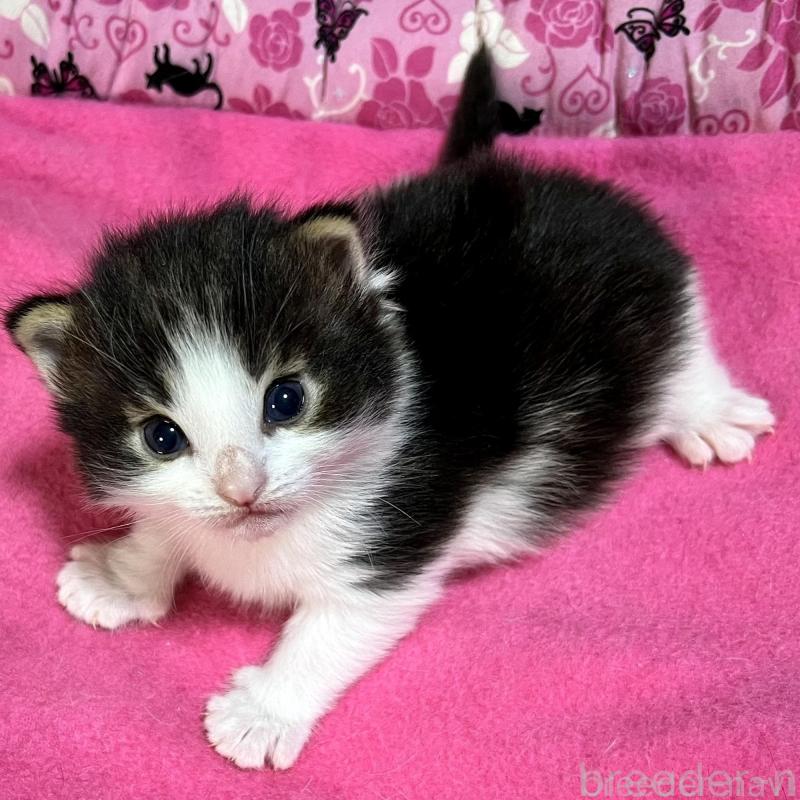 販売中の愛知県のノルウェージャンフォレストキャット-139126の4枚目