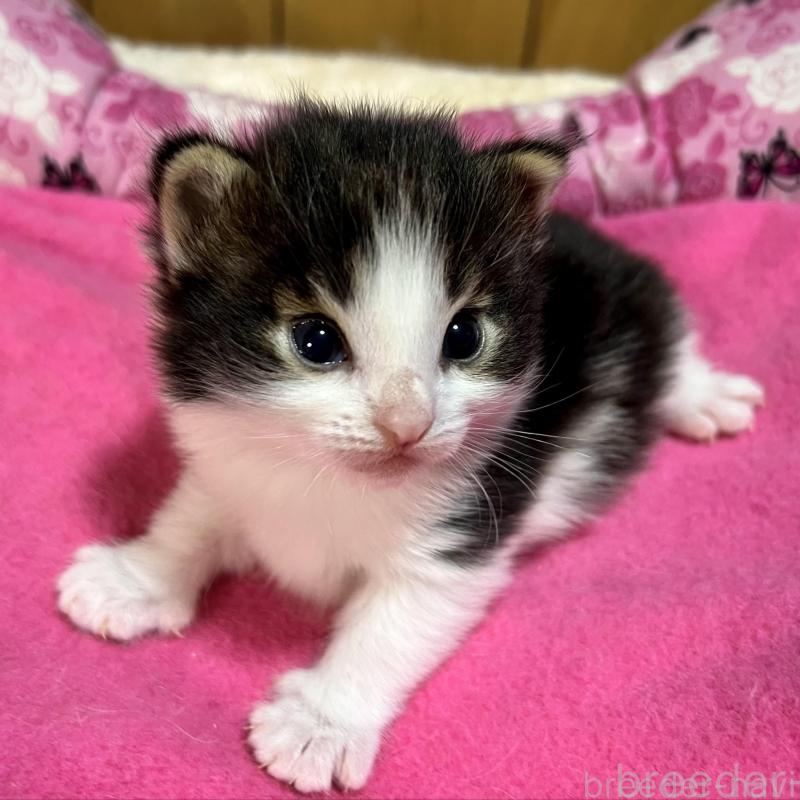 販売中の愛知県のノルウェージャンフォレストキャット-139126の3枚目