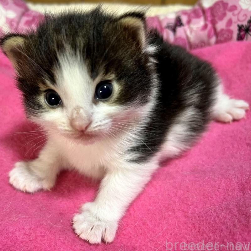 販売中の愛知県のノルウェージャンフォレストキャット-139126の2枚目